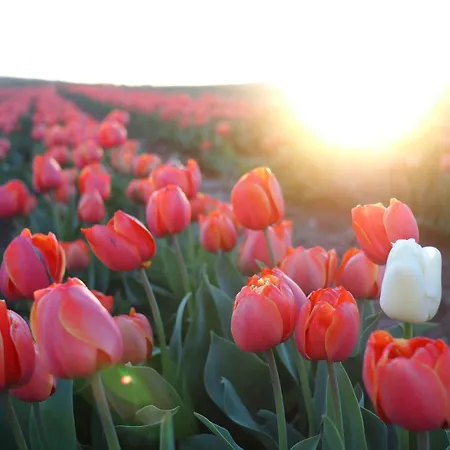 Nyaraló Les Syrphes