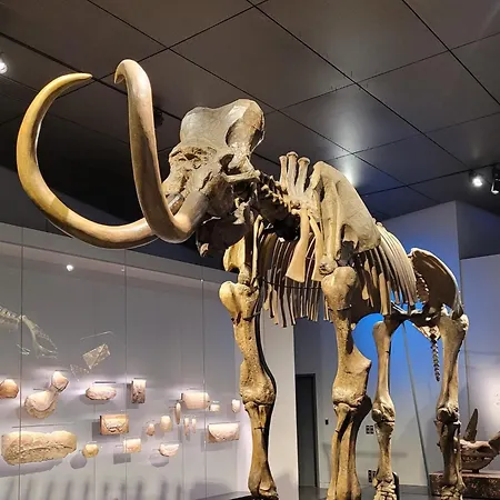 Les Syrphes Nyaraló La Brillanne